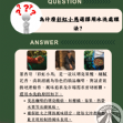 墨西哥 彩虹小馬